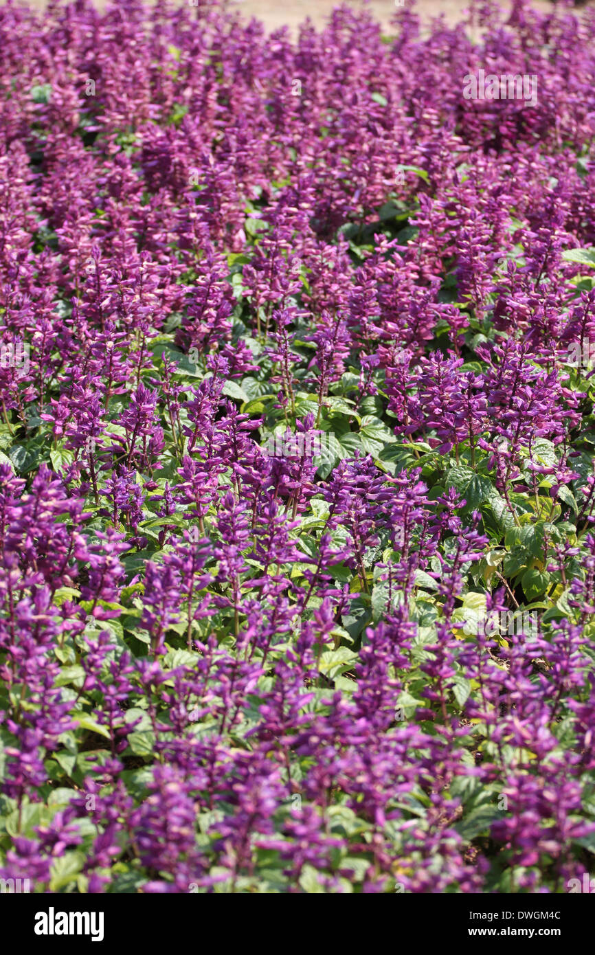 Violetta salvia d'inverno nel giardino. Foto Stock