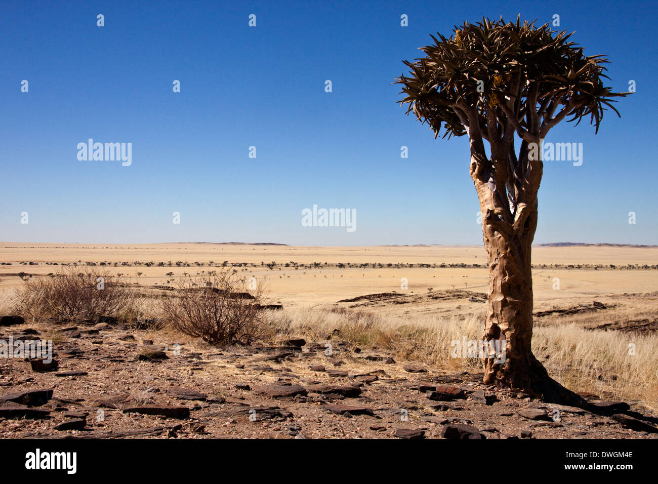 Faretra Tree (Aloe dichotoma) nella semi-piani del deserto del Namib Naukluft in Namibia Foto Stock