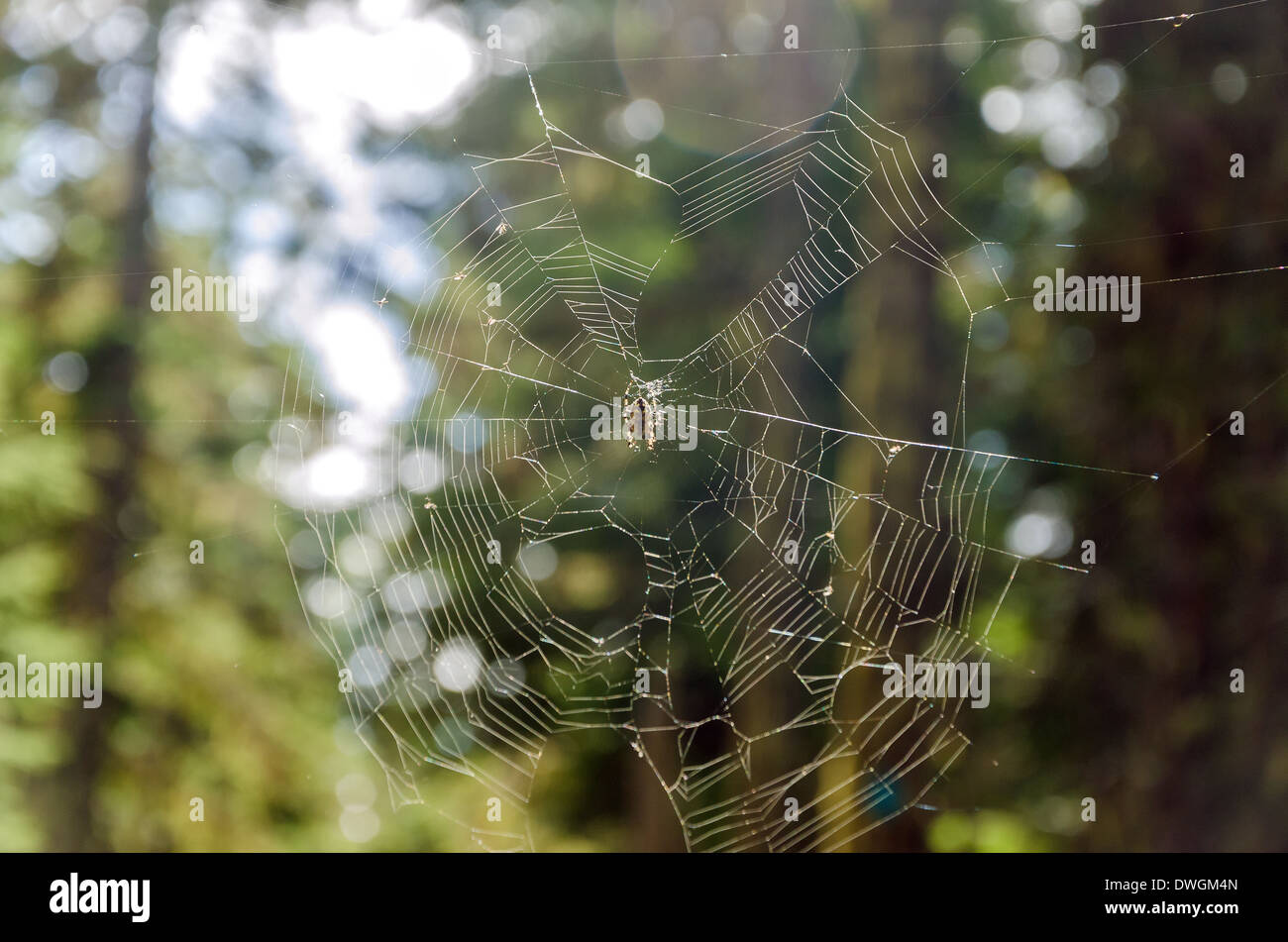 Crociera su di una ragnatela in una foresta Foto Stock