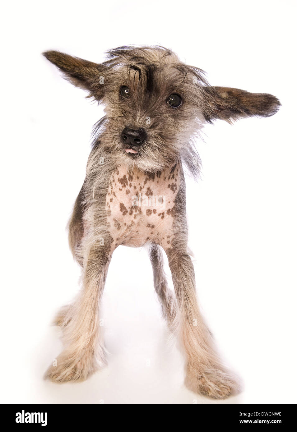 Adorabili crestato cinese cucciolo glabre in piedi isolato su sfondo bianco Foto Stock