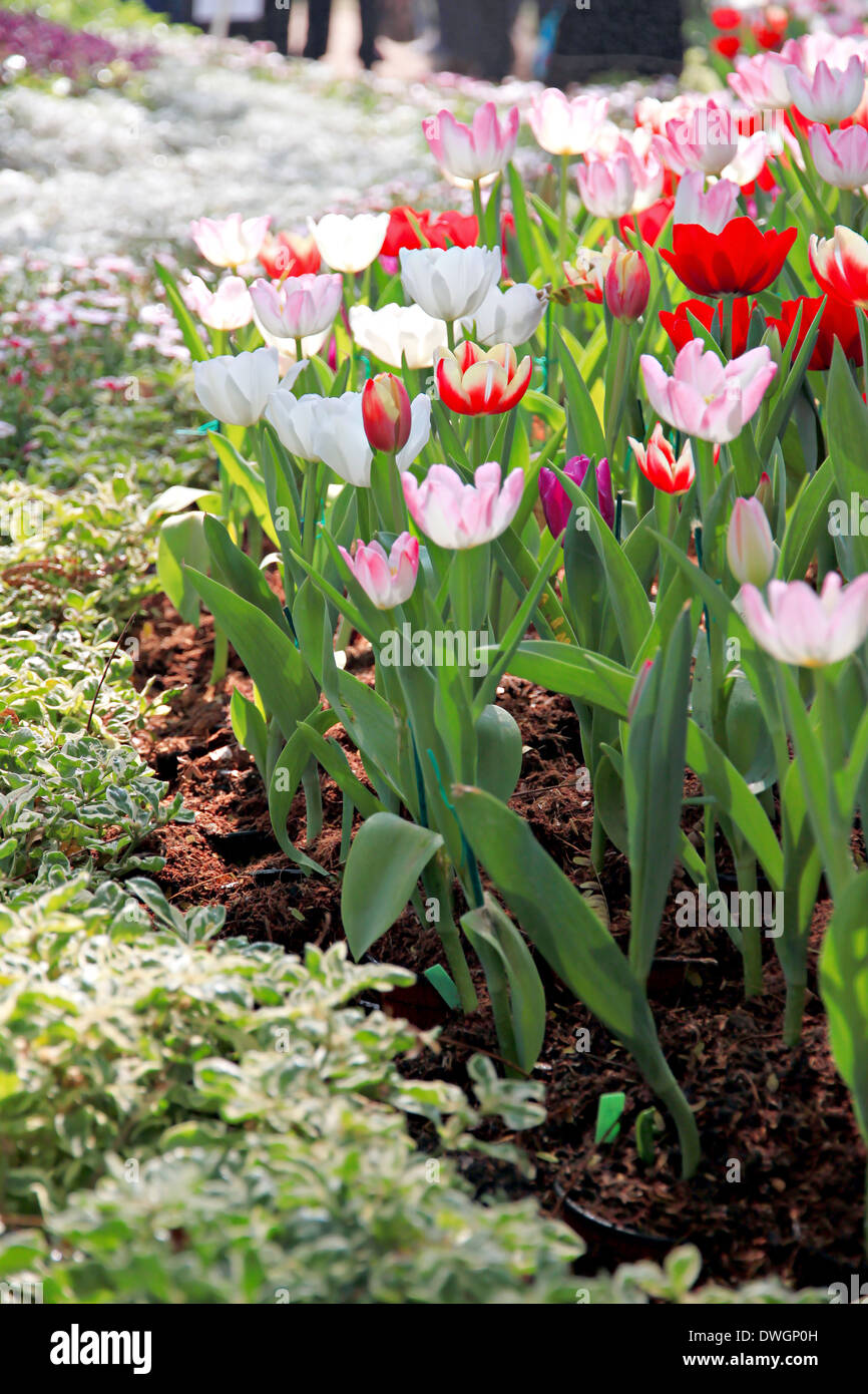 Il paesaggio tulipani nel giardino. Foto Stock