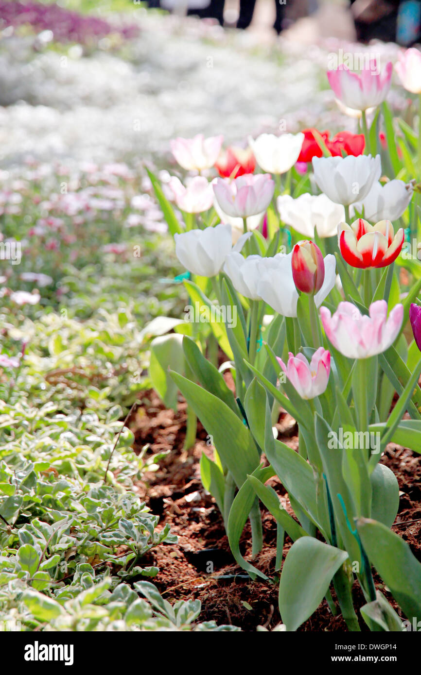 Il paesaggio tulipani nel giardino. Foto Stock