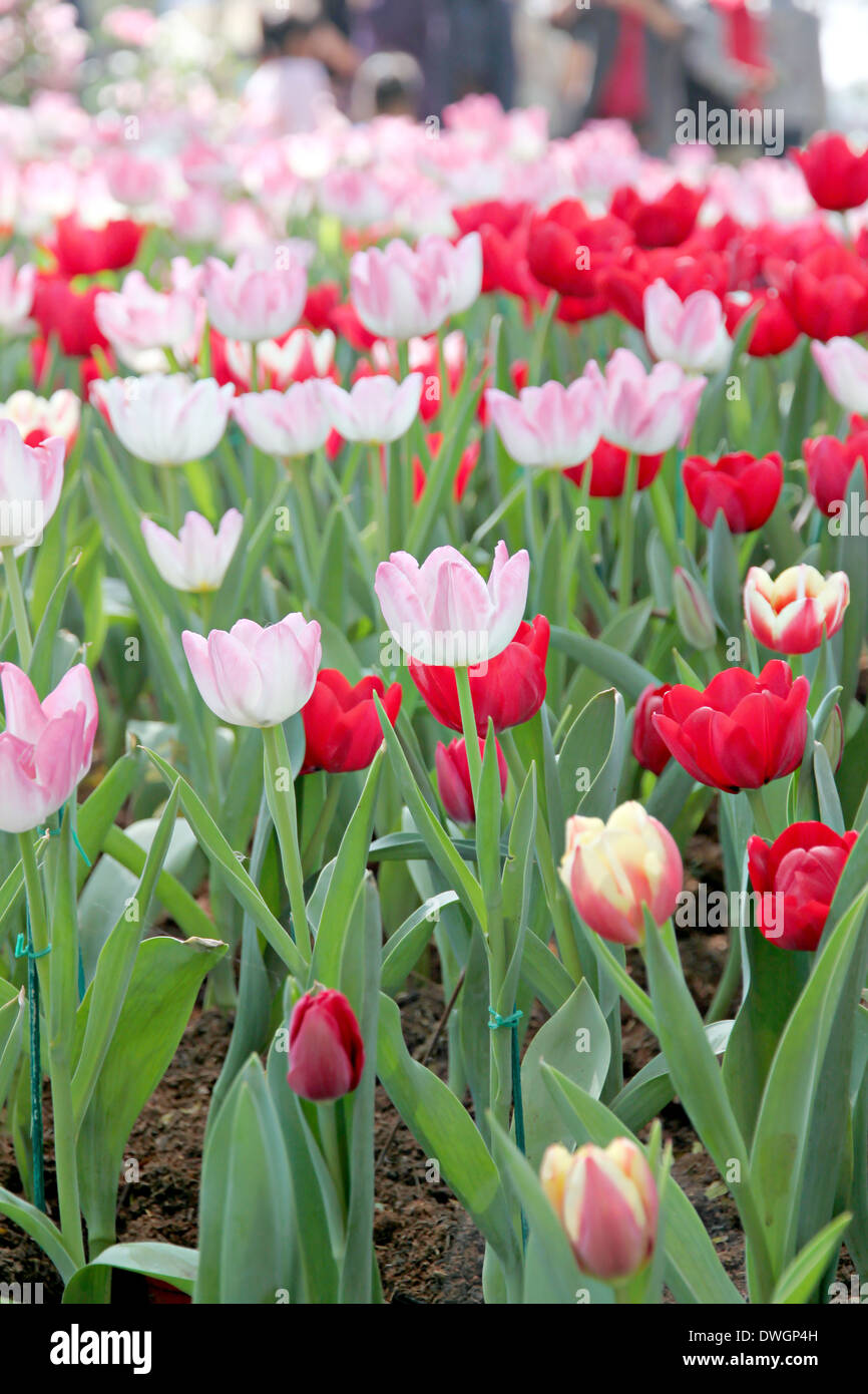 Il paesaggio tulipani nel giardino. Foto Stock