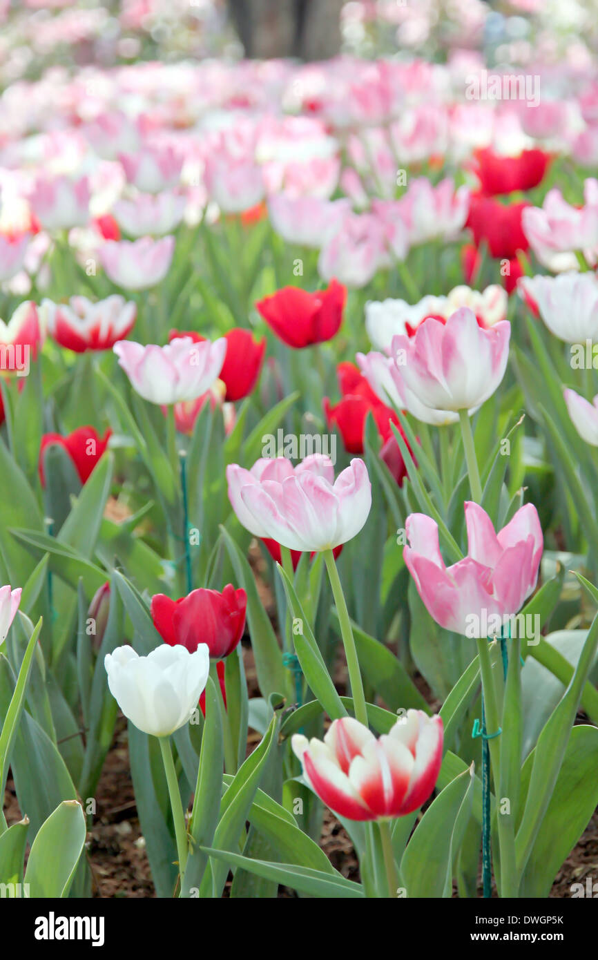 Il paesaggio tulipani nel giardino. Foto Stock