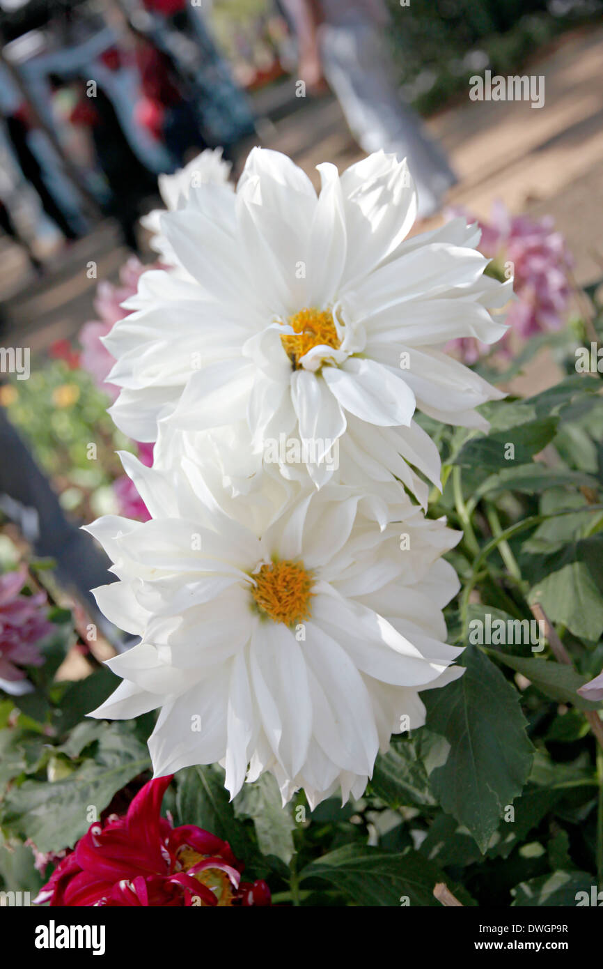 Dahlia bianco nel giardino. Foto Stock