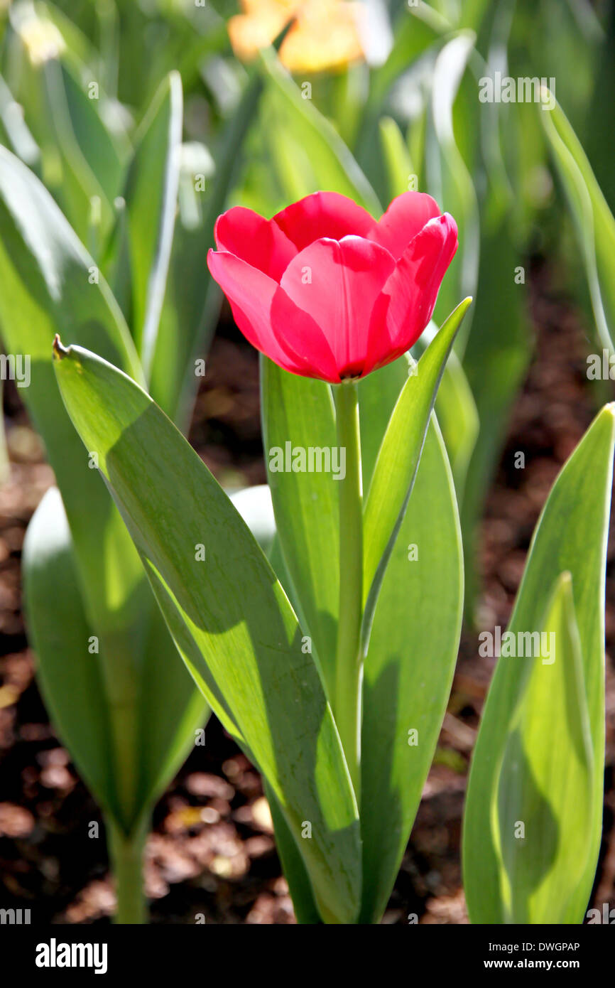 Tulipani rossi nel giardino e dalla luce diretta dei raggi solari. Foto Stock