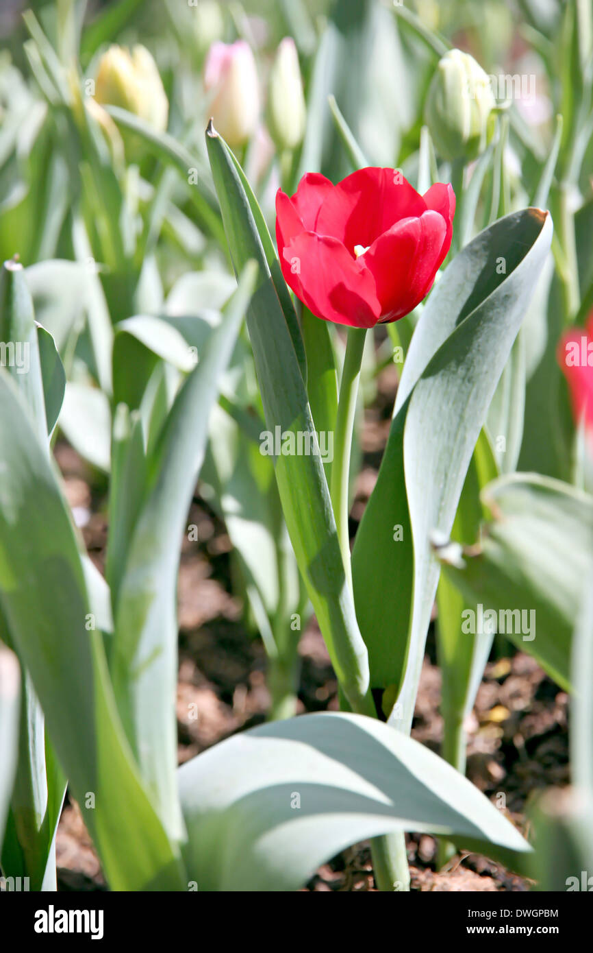 Tulipani rossi nel giardino e dalla luce diretta dei raggi solari. Foto Stock