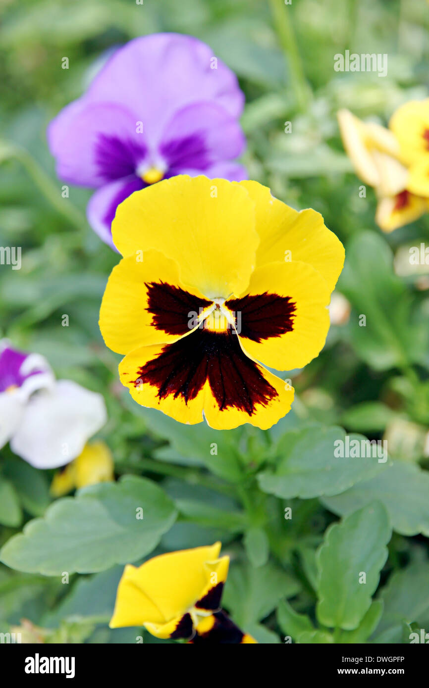 Pansy giallo o viola fiori nel giardino. Foto Stock