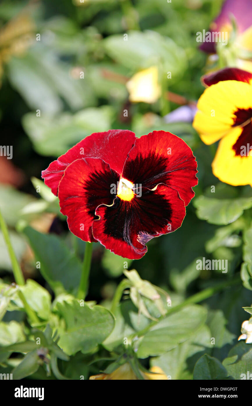 Pansy rosso o viola fiori nel giardino. Foto Stock