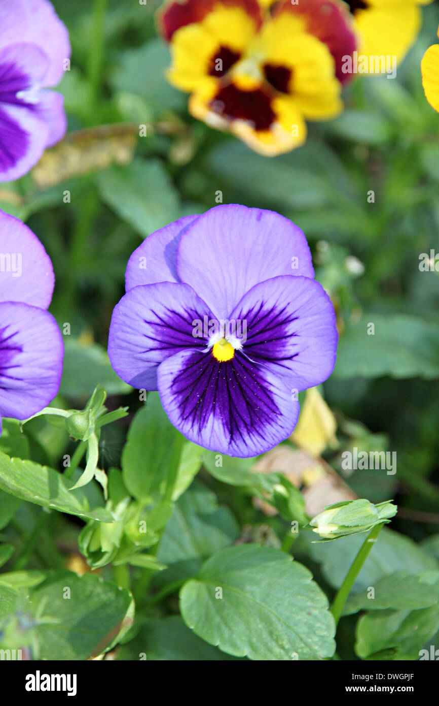 Pansy blu o viola fiori nel giardino. Foto Stock