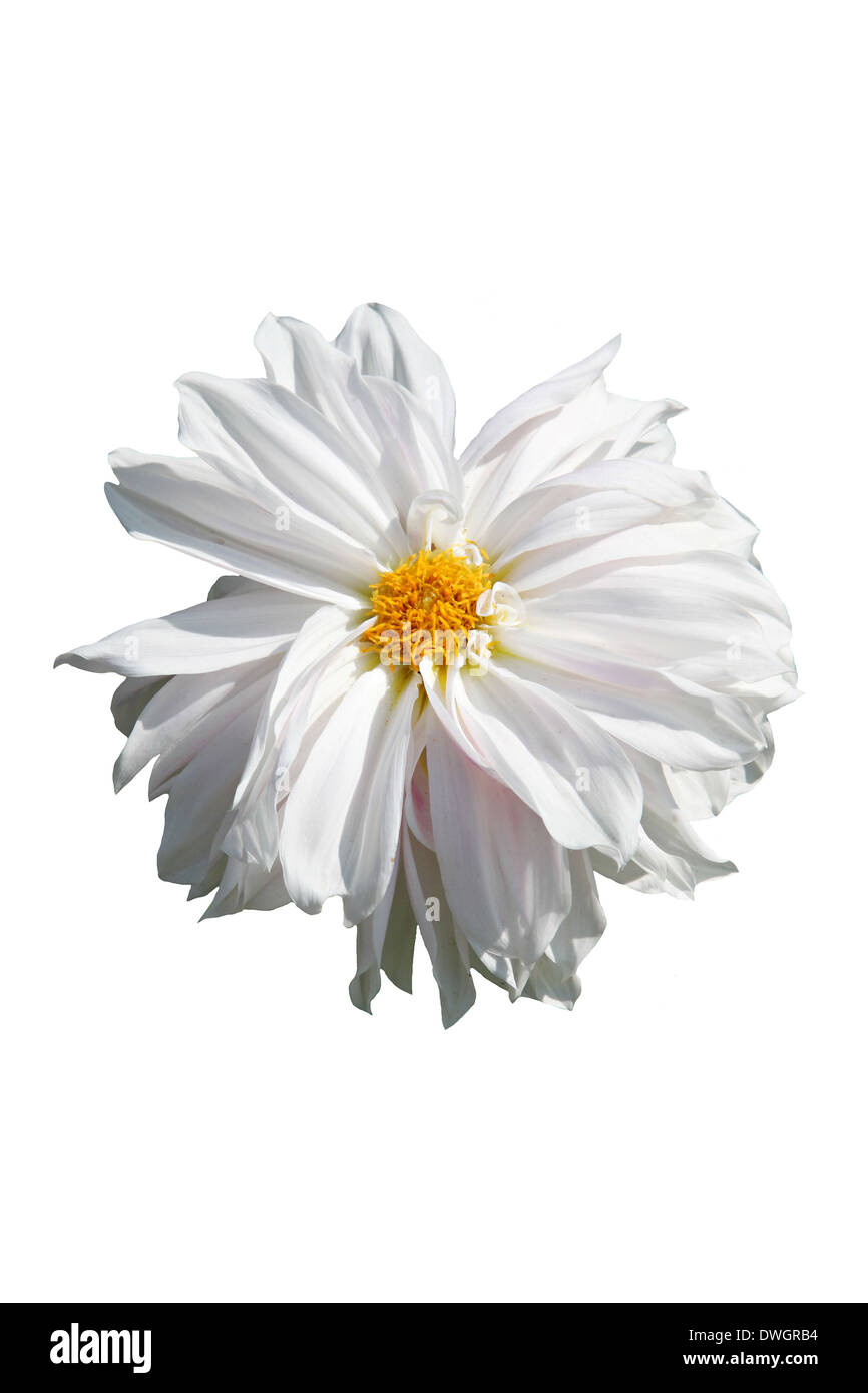 Dahlia bianco su sfondo bianco. Foto Stock
