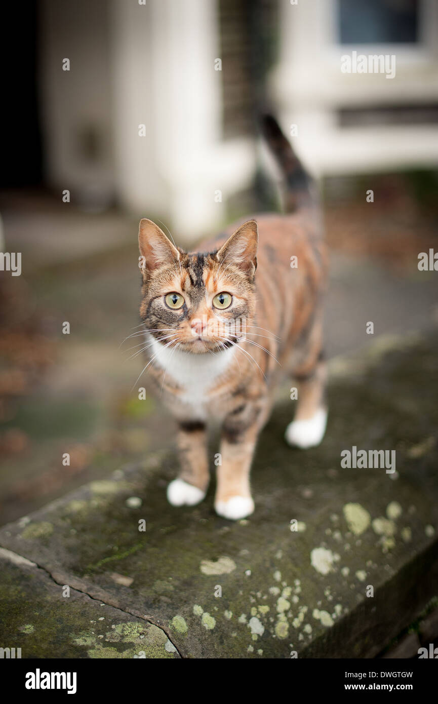 Tabby cat in strada di città Foto Stock