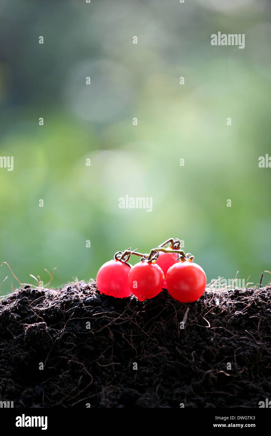 Pomodoro rosso posto sulla terra. Foto Stock