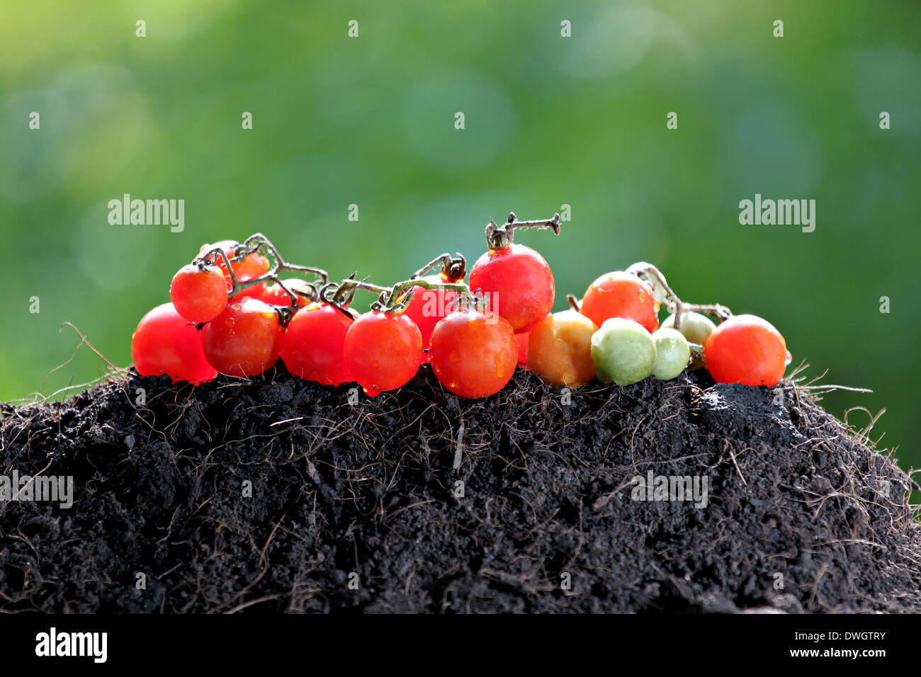 Pomodoro rosso posto sulla terra. Foto Stock