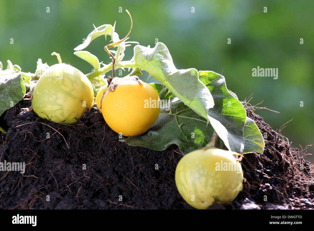 Solanum è posto sulla terra e la luce del sole. Foto Stock