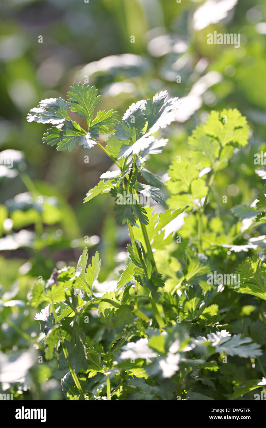 Il coriandolo fresco o foglie di coriandolo in un orto. Foto Stock