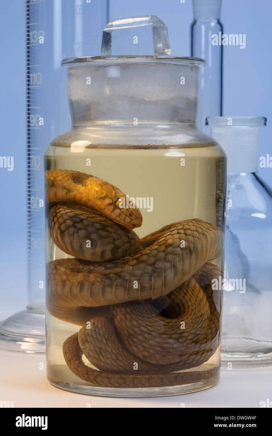 Campione biologico. Un campione di laboratorio di un serpente conservato in una soluzione di formaldeide (methanal). Foto Stock