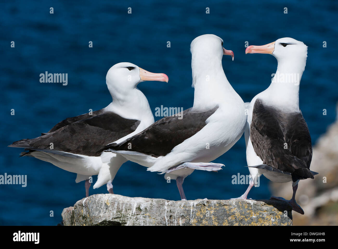 Nero-browed Albatross Foto Stock