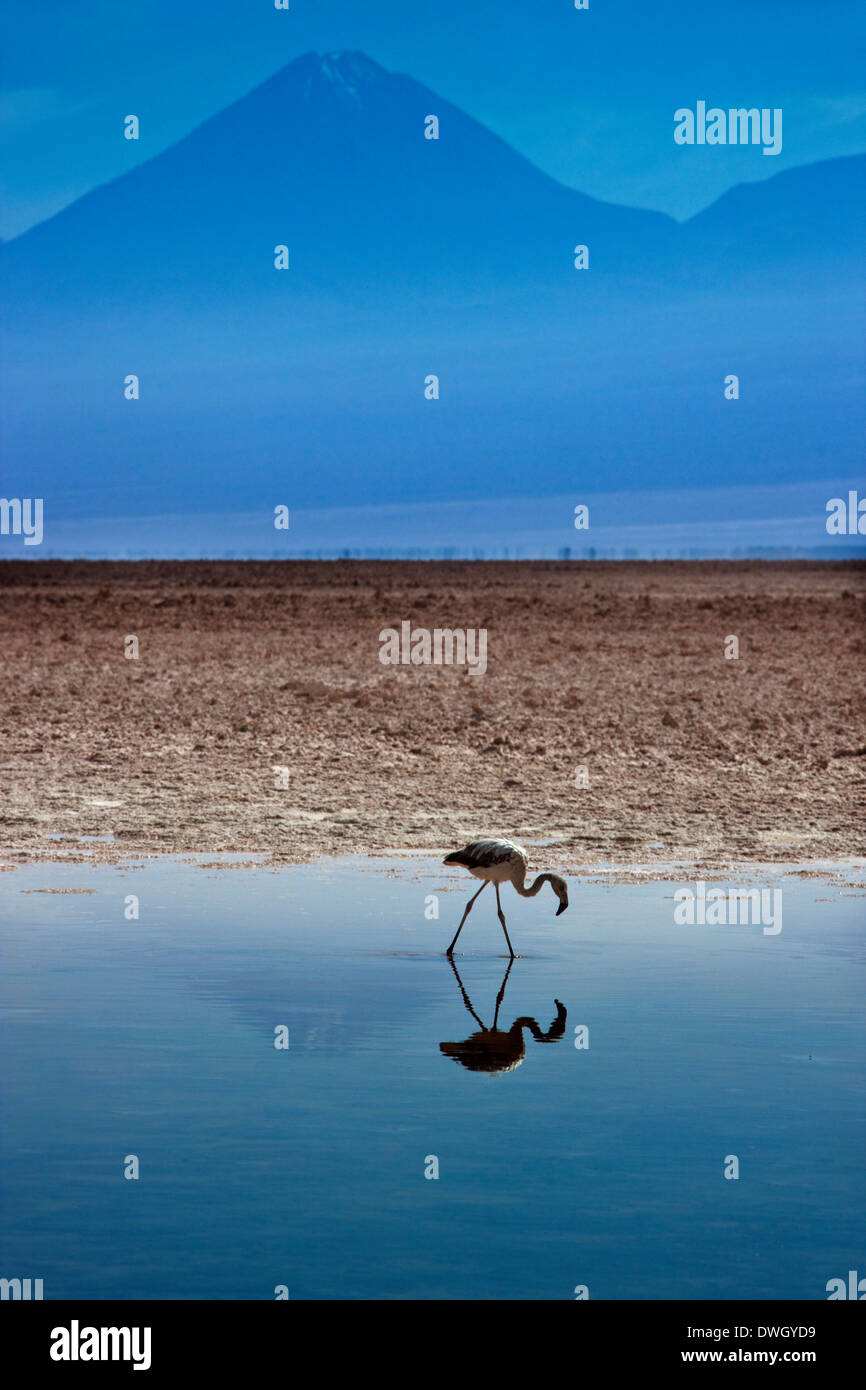 Un Flamingo sulla laguna Chaxa - Sale di Atacama Appartamenti - Deserto di Atacama - Cile Foto Stock