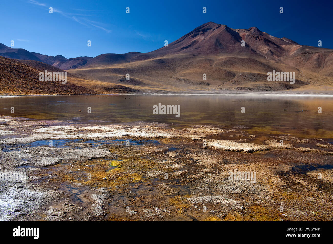 Laguna Miscanti e Miniques vulcano alto sull'altiplano nelle montagne delle Ande nel deserto di Atacama nel Cile settentrionale Foto Stock