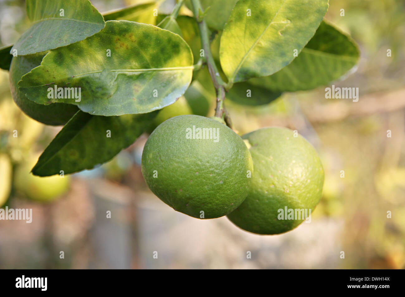 Limone verde su albero di sera la luce del sole. Foto Stock
