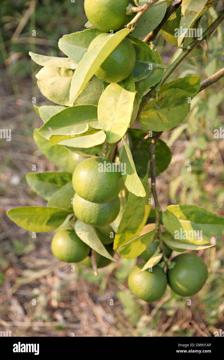 Limone verde su albero di sera la luce del sole. Foto Stock