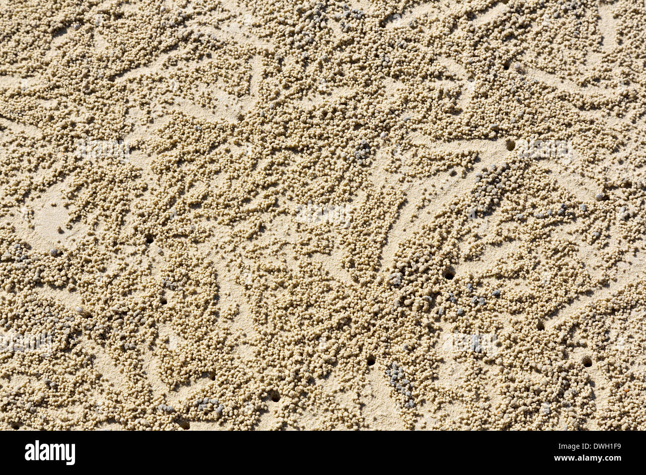 Il granchio palle di sabbia su Ao Phraw Bay Beach su Ko Samet, Thailandia Foto Stock