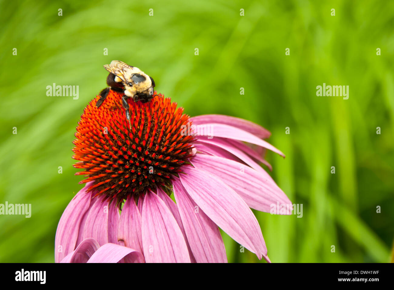 Ape di carpentiere Foto Stock