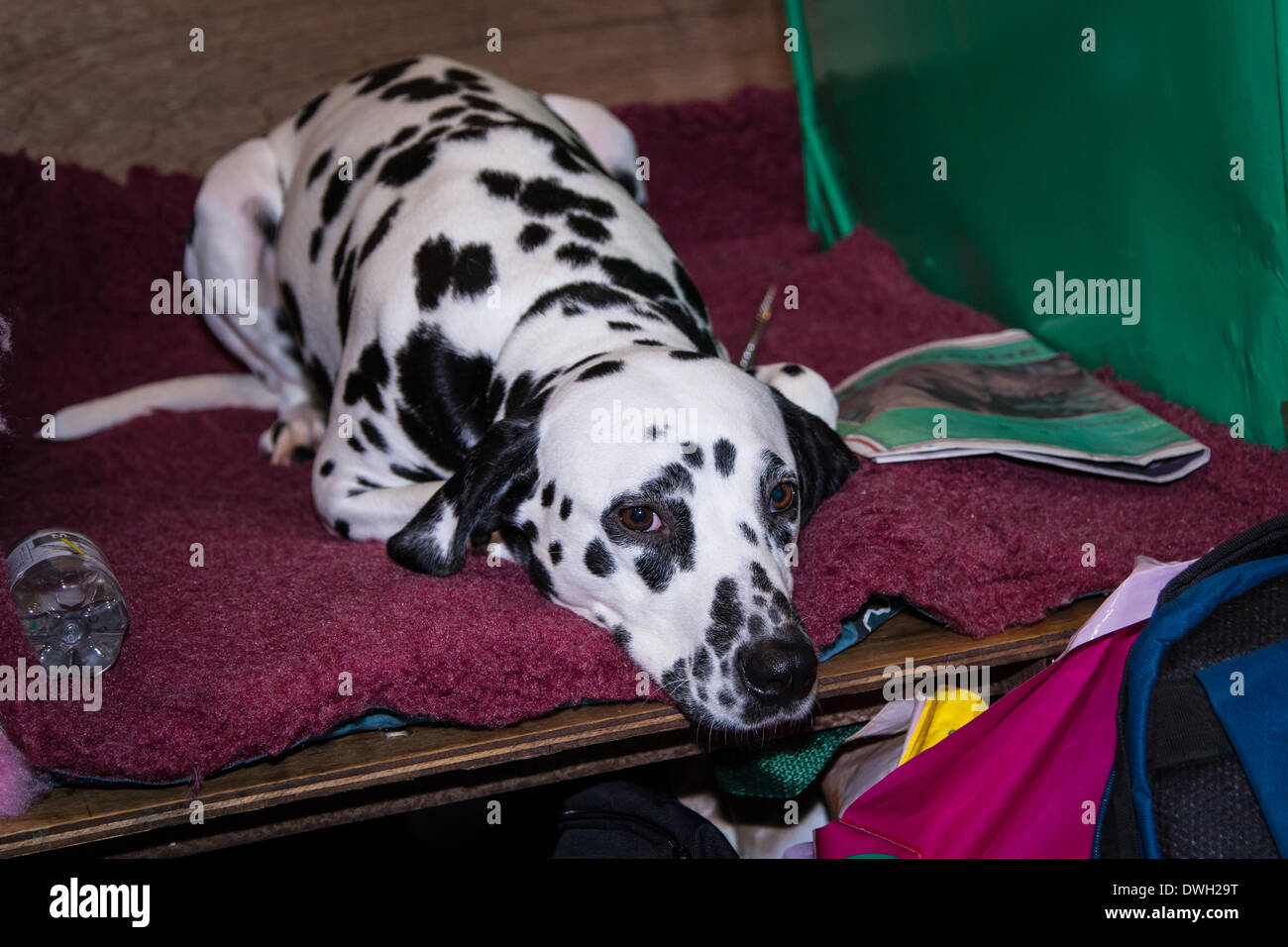 Foto prese al 2014 il Crufts show a Birmingham REGNO UNITO Foto Stock