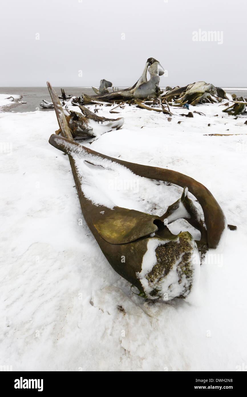 Bowhead Whale Balaena mysticetus osso carcassa palo a Kaktovik, Alaska nel mese di ottobre. Foto Stock