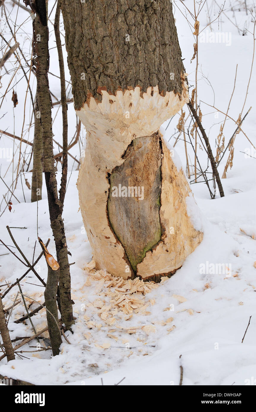 Tronco di albero masticati da beaver. Foto Stock