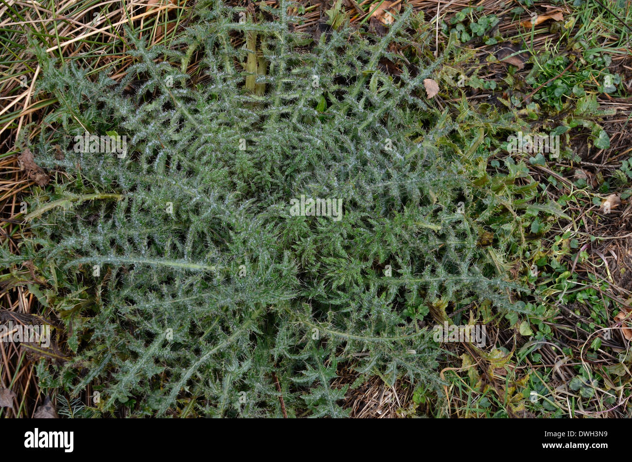 Marsh Thistle / Cirsium palustre - inverno foglie rosette. Possibile metafora per il dolore / doloroso / Sharp. Foto Stock