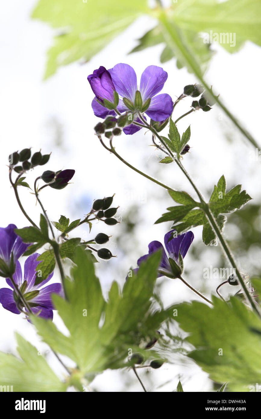 Geranium sylvaticum (legno cranesbill o dei boschi geranio) fioritura in un prato in estate. Foto Stock