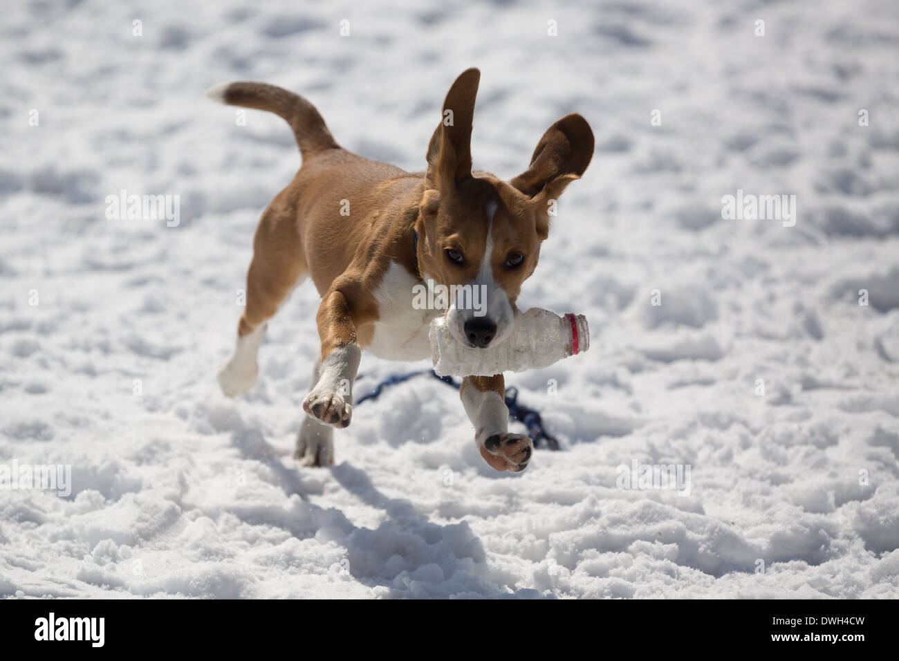 Un Marrone E Bianco Di 5 Mese Vecchio Cucciolo Beagle Giocare Nella