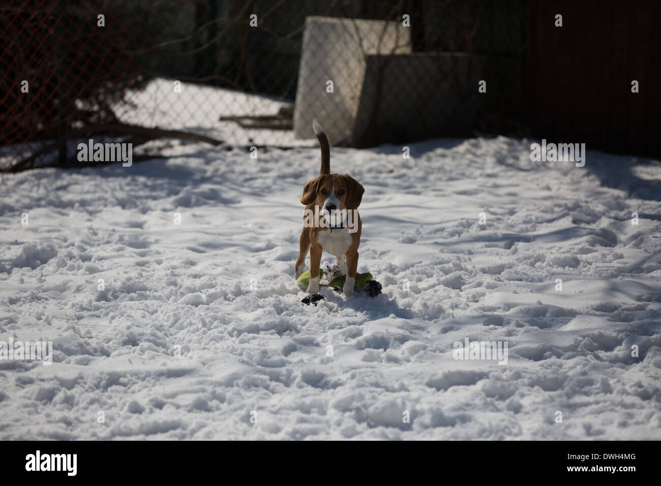 Un marrone e bianco di 5 mese vecchio cucciolo beagle giocare nella neve. Foto Stock