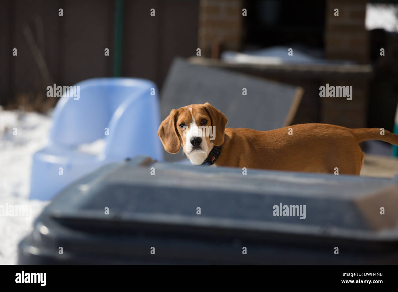 Un cucciolo di beagle cercando disorientato Foto Stock