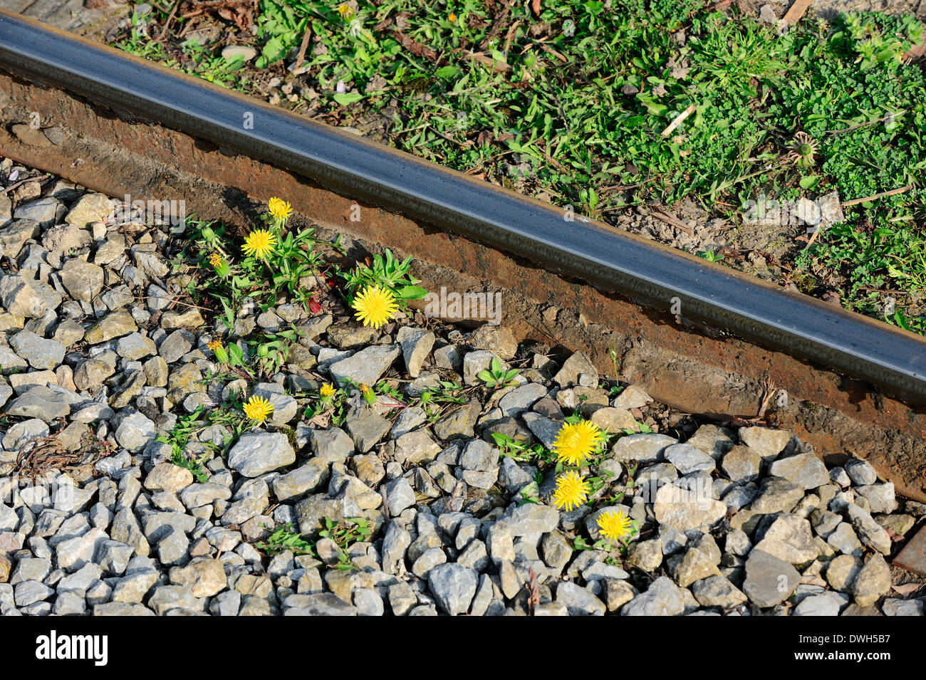 Tarassaco (Taraxacum officinale) e la ferrovia via, Nord Reno-Westfalia, Germania Foto Stock
