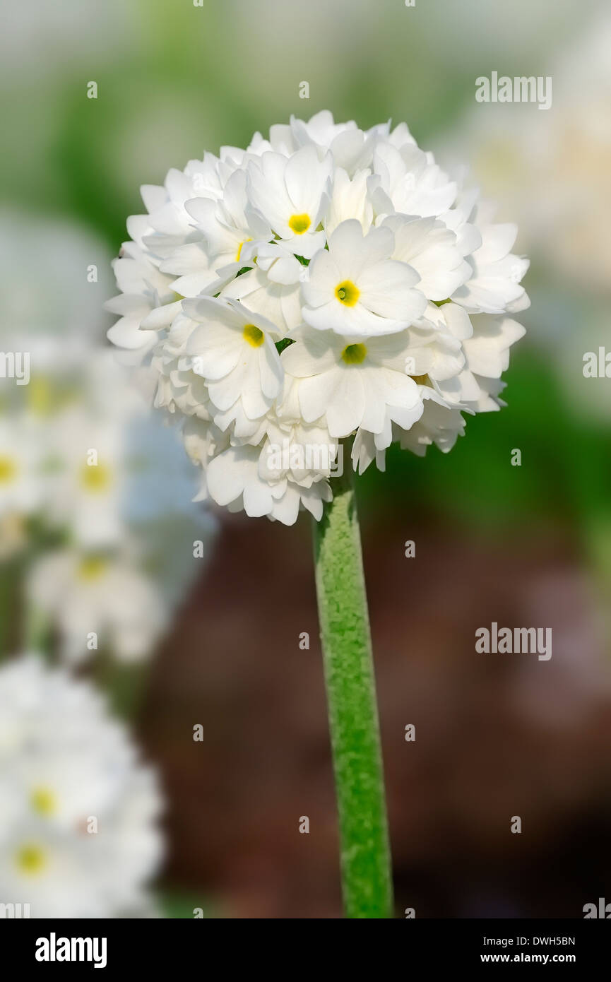 Primula himalayana o coscia Primula (Primula denticulata) Foto Stock