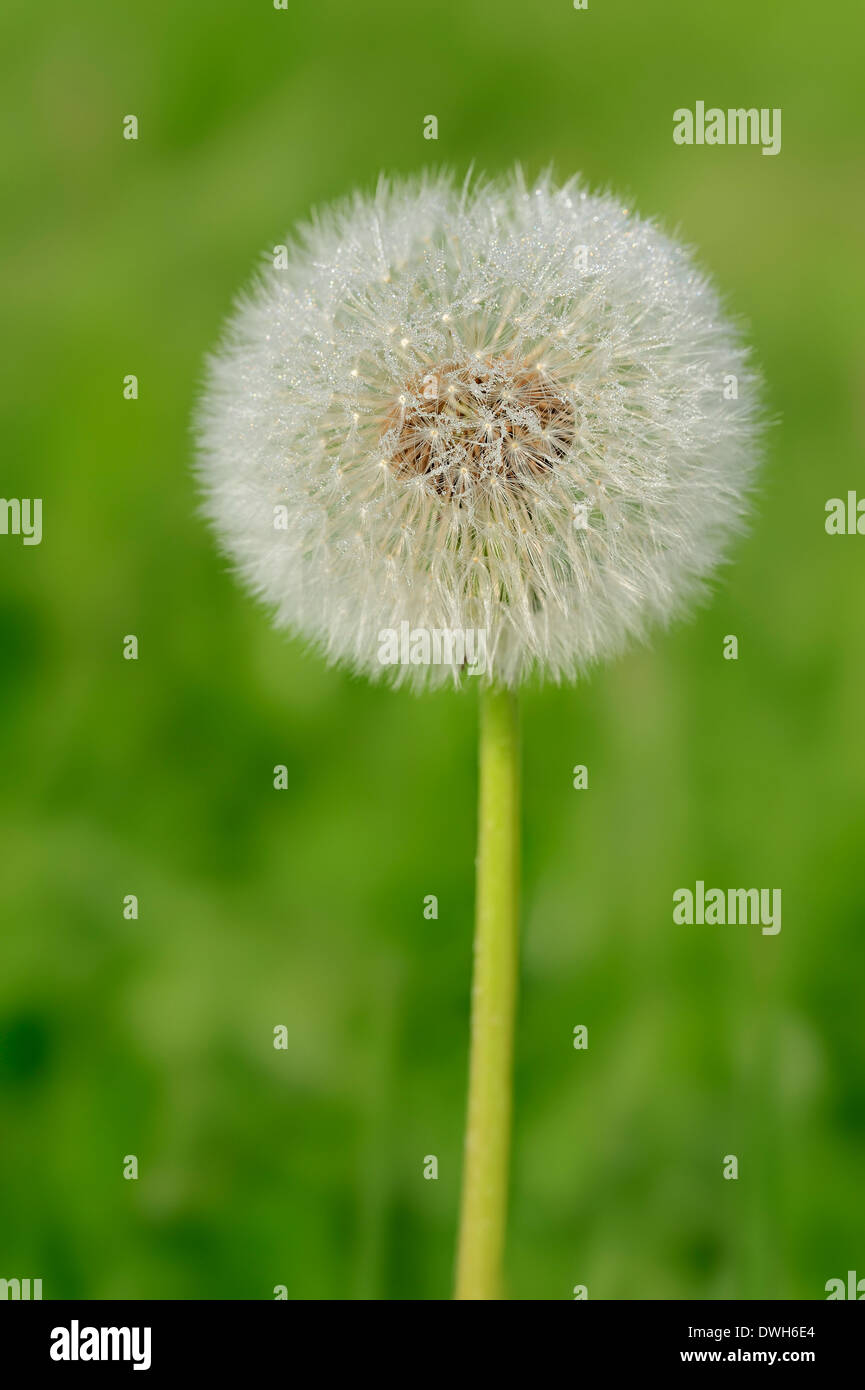 Tarassaco (Taraxacum officinale), seedhead, Nord Reno-Westfalia, Germania Foto Stock