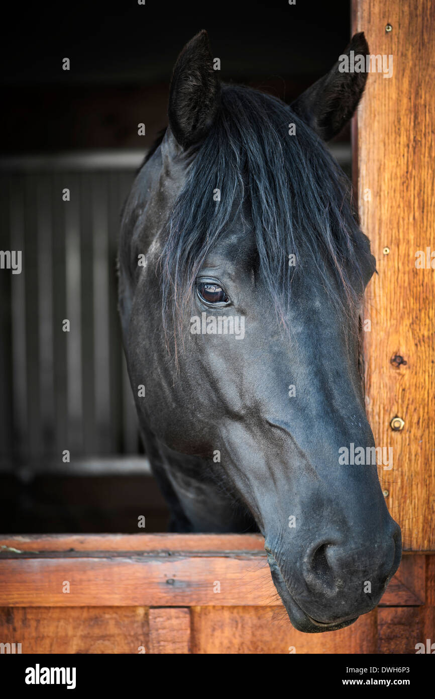 Colpo alla testa di un cavallo nero a guardare fuori dalla finestra stabile Foto Stock