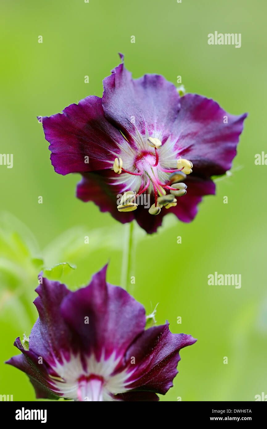 Dusky Cranesbill, Dusky Crane's-bill o Dusky lutto vedova (Geranio phaeum) Foto Stock