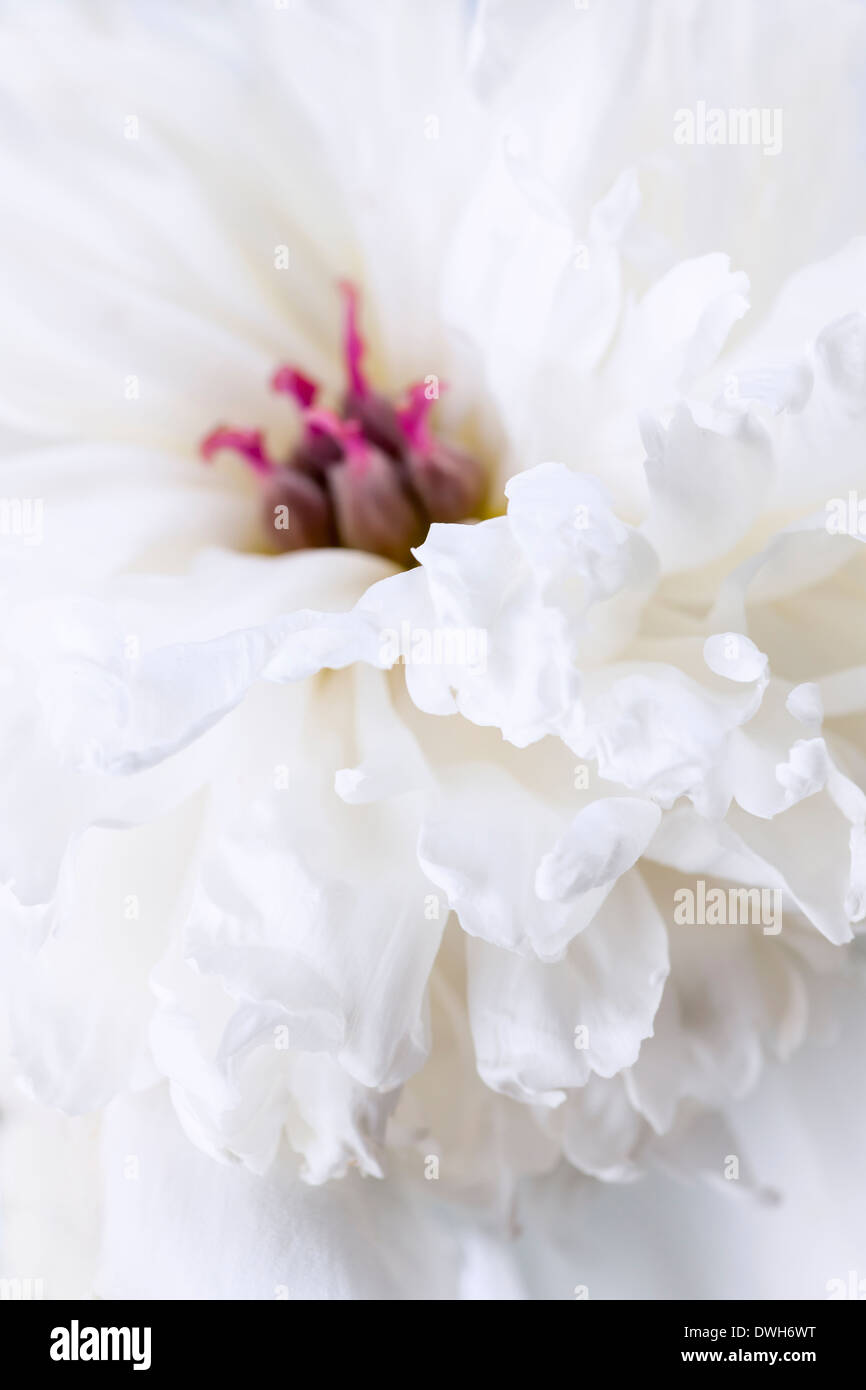 Studio di ripresa macro di bianco peonia fiore testa con focus su petali Foto Stock