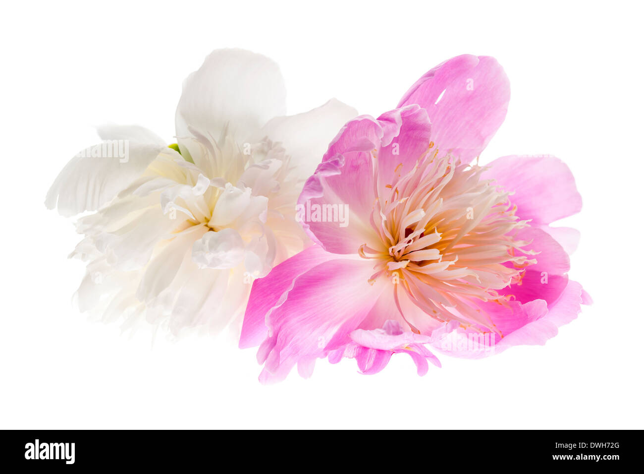 Due peonia fiori isolati su sfondo bianco Foto Stock