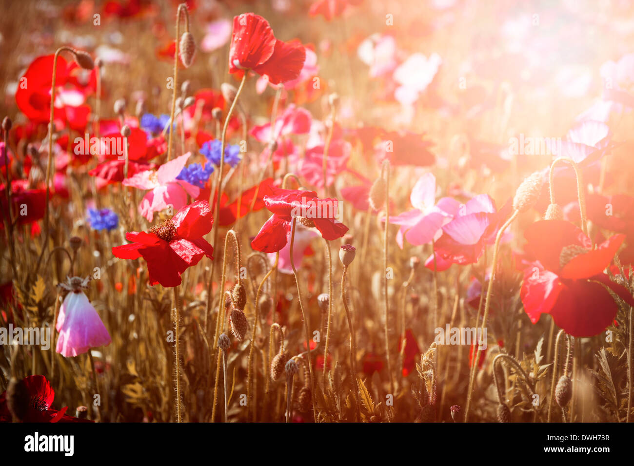 Rosso e Rosa Papaveri con fiori selvaggi nella soleggiata prato estivo Foto Stock