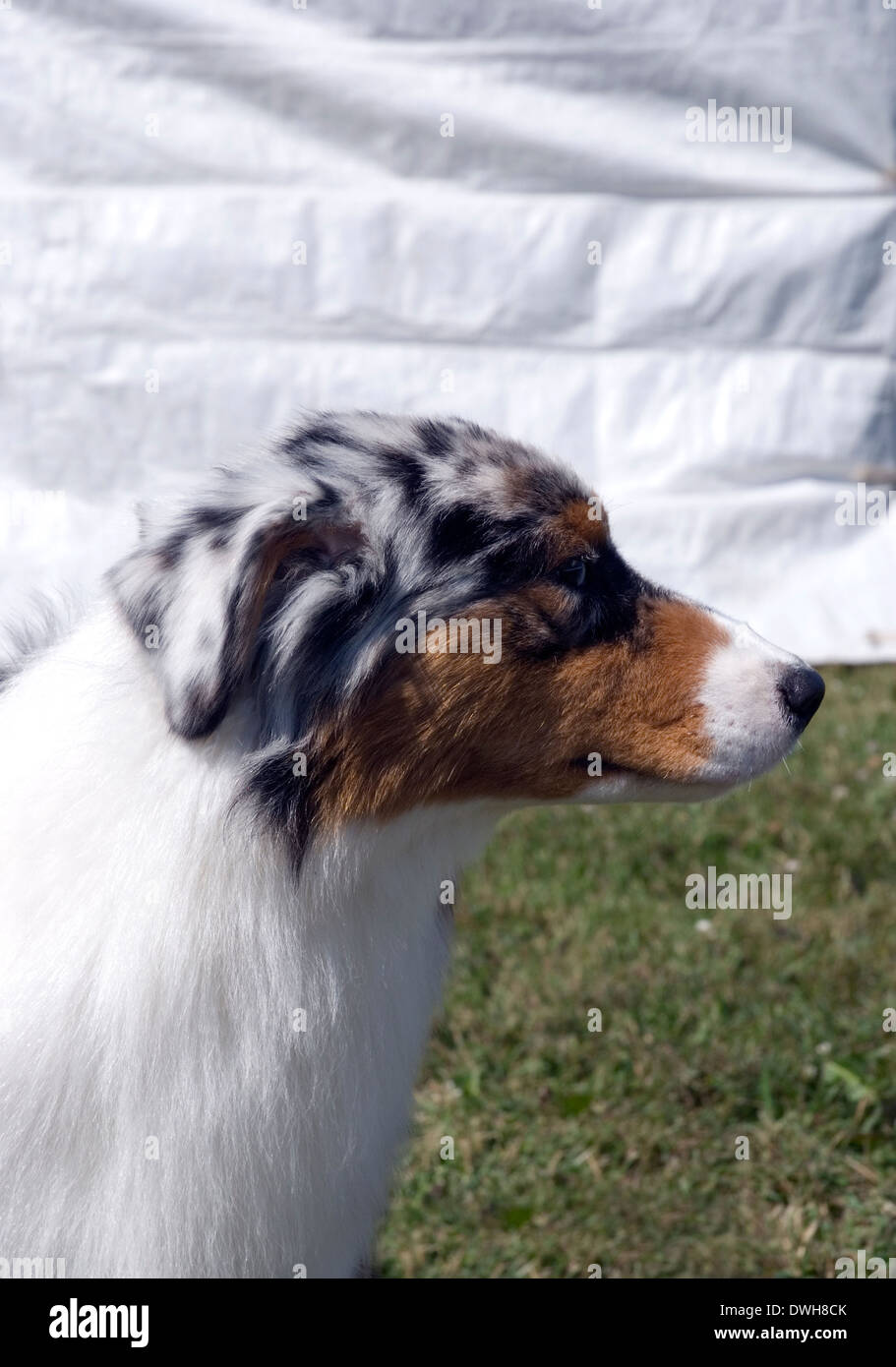 Australian Shepherd profilo Foto Stock