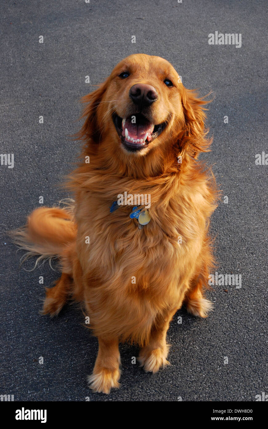 Happy Golden Retriever Foto Stock