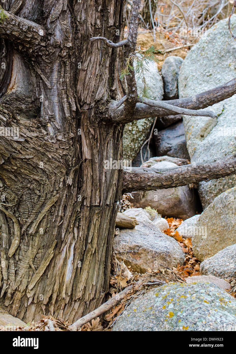 Il vecchio albero di pino accanto a massi nelle montagne rocciose di sfondo o sfondo. Foto Stock