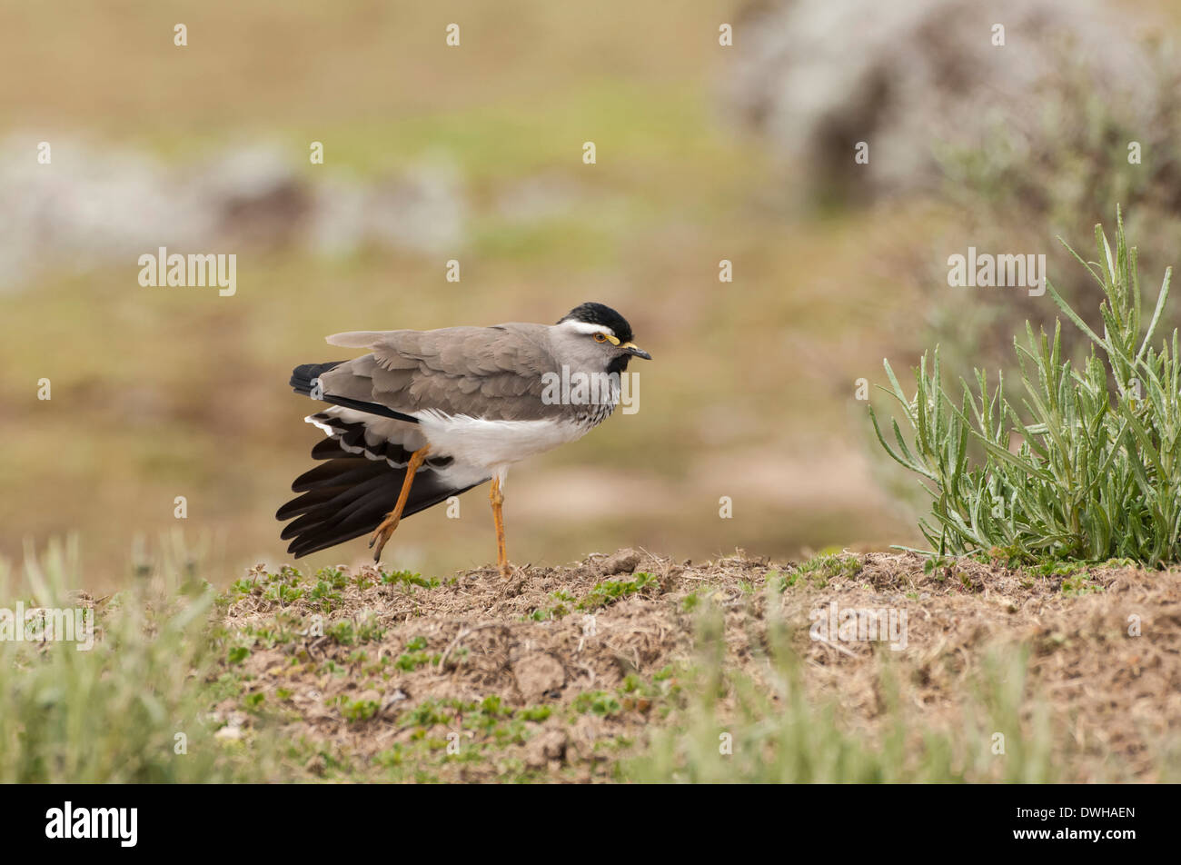 Spot-breasted Pavoncella Foto Stock