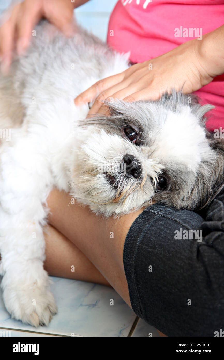 Cane bianco è rilassante sulla gamba di persone. Foto Stock