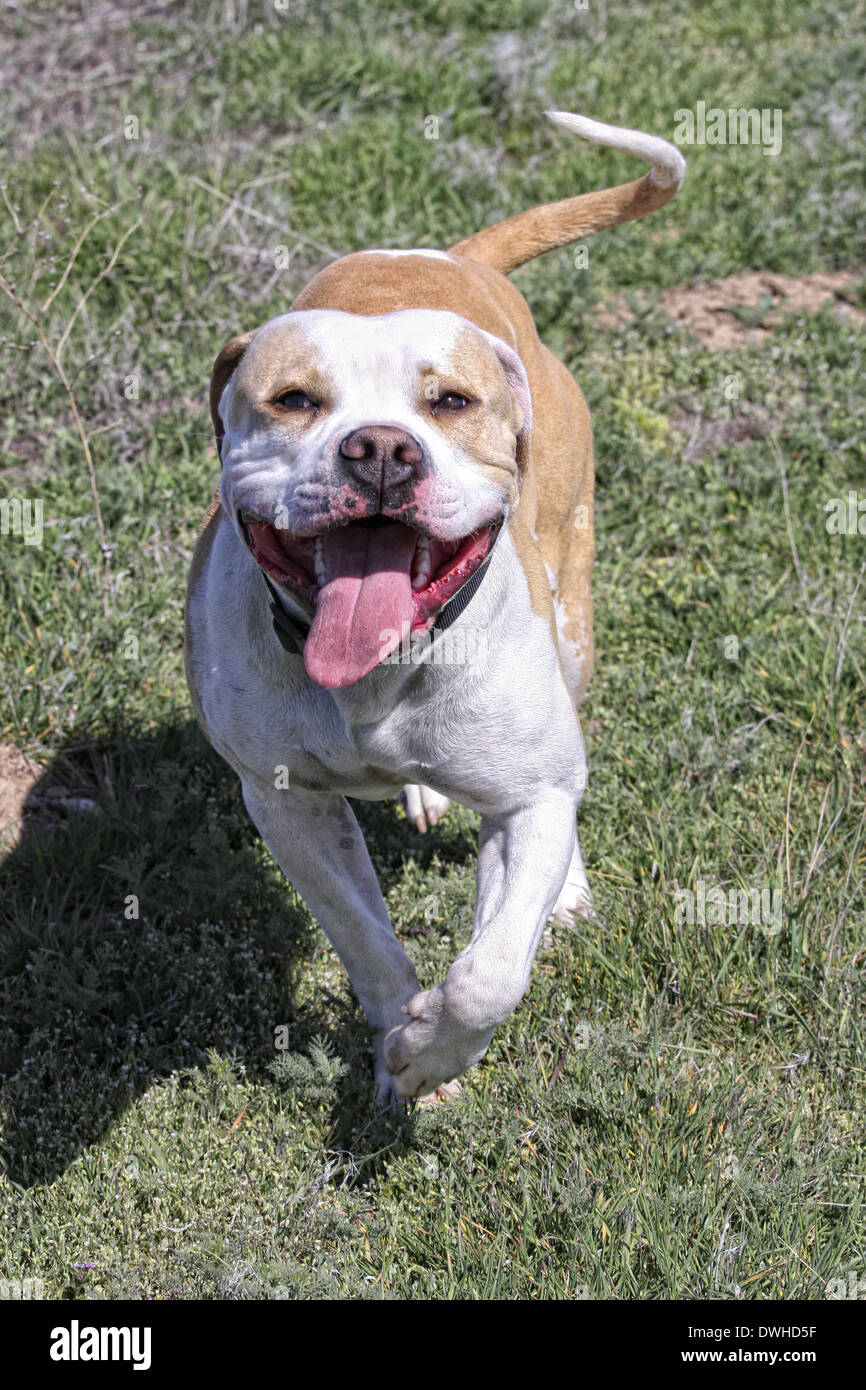 L'American Pit Bull Terrier in marcia verso la fotocamera all'aperto Foto Stock